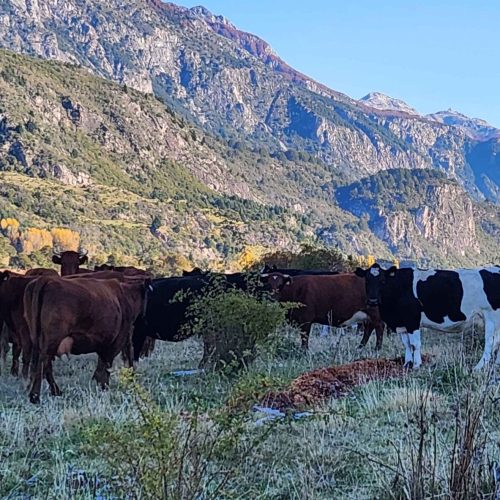 animale mañihuales